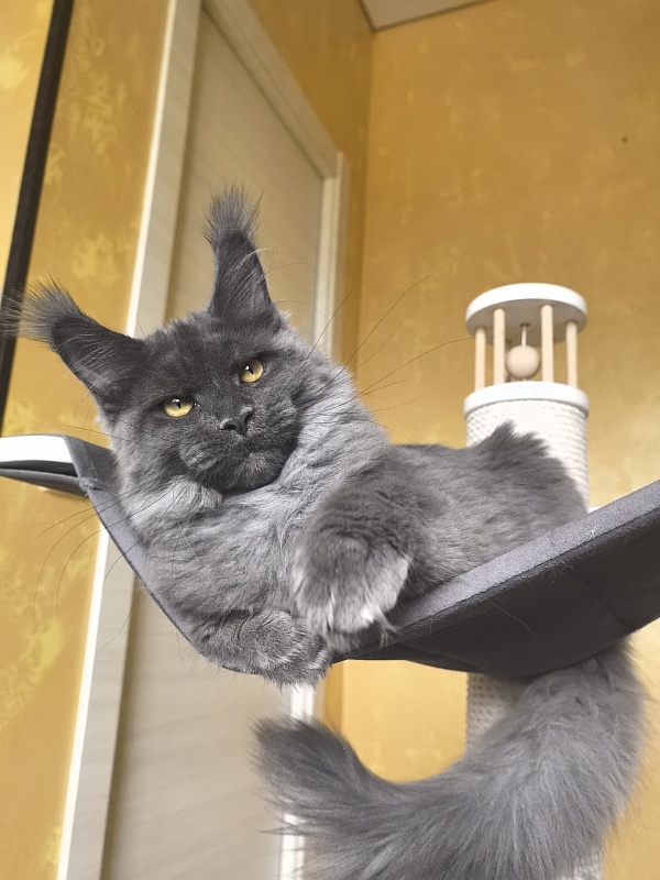 Fanaziya Akbars - Kitten maine-coon 4 months 3.5 weeks