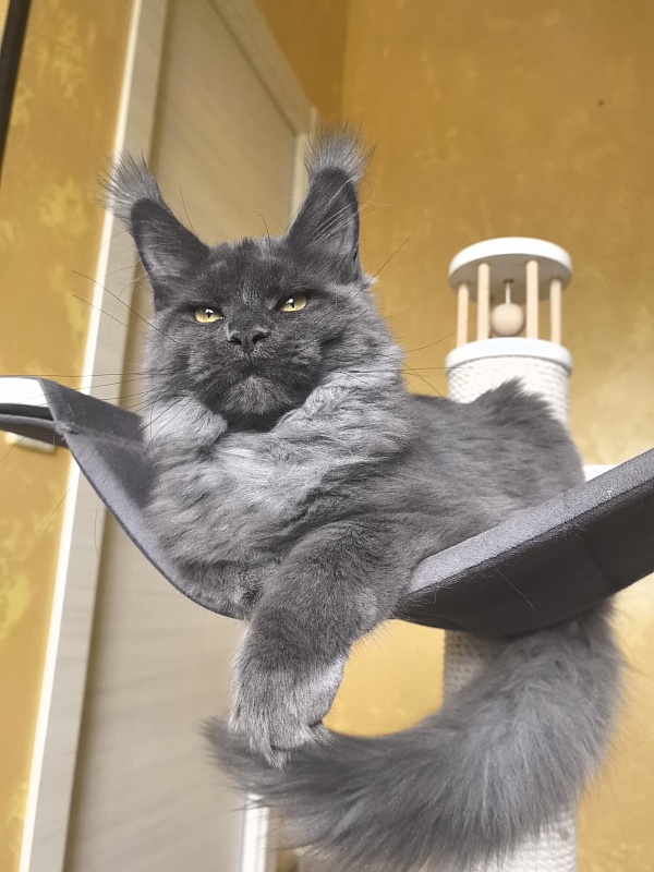 Fanaziya Akbars - Kitten maine-coon 4 months 3.5 weeks