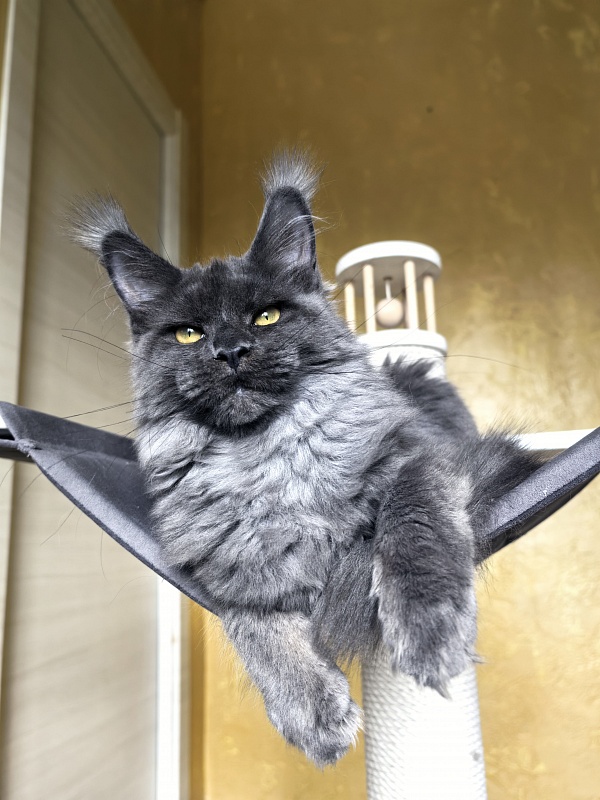 Fanaziya Akbars - Kitten maine-coon 4 months 3.5 weeks