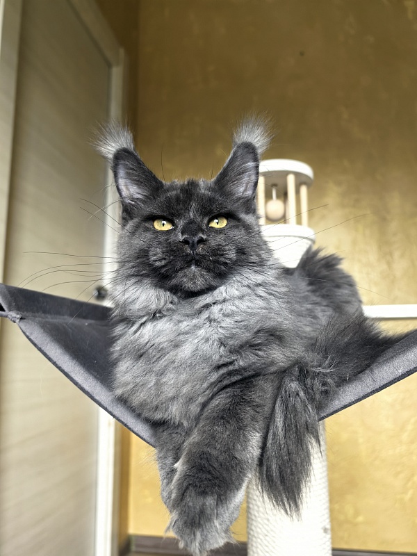 Fanaziya Akbars - Kitten maine-coon 4 months 3.5 weeks