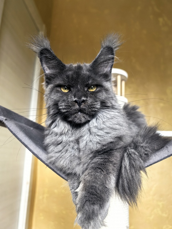 Fanaziya Akbars - Kitten maine-coon 4 months 3.5 weeks