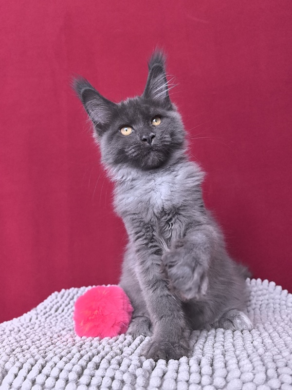 Fanaziya Akbars - Kitten maine-coon 3 months 2 weeks