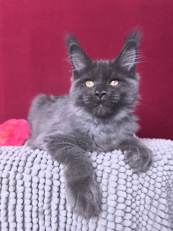 Fanaziya Akbars - Kitten maine-coon 3 months 2 weeks