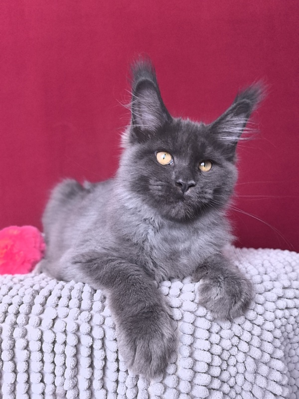 Fanaziya Akbars - Kitten maine-coon 3 months 2 weeks