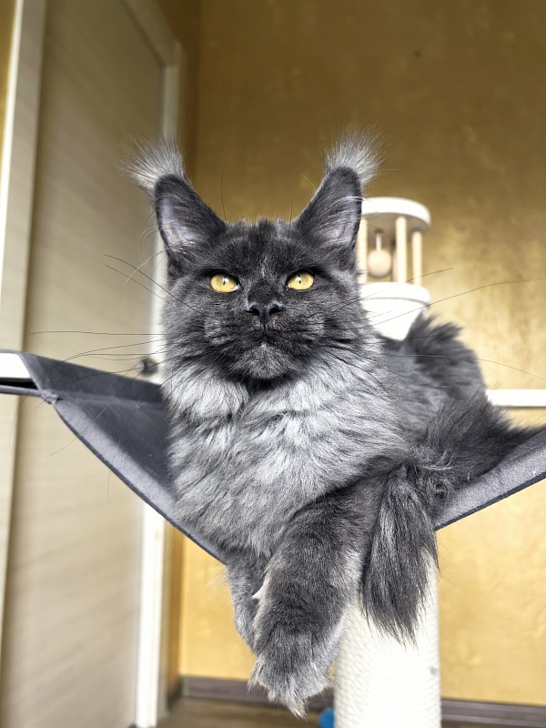 Fanaziya Akbars - Kitten maine-coon 4 months 3.5 weeks