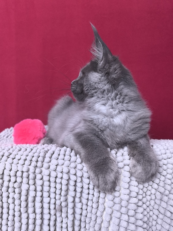 Fanaziya Akbars - Kitten maine-coon 3 months 2 weeks