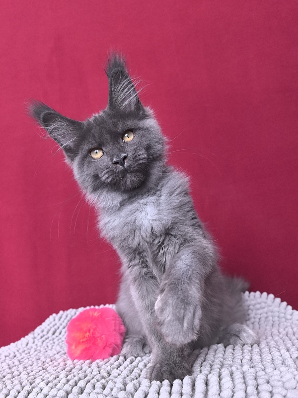 Fanaziya Akbars - Kitten maine-coon 3 months 2 weeks