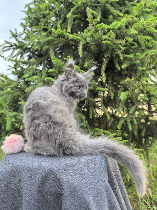 Fanaziya Akbars - Kitten maine-coon 2 months