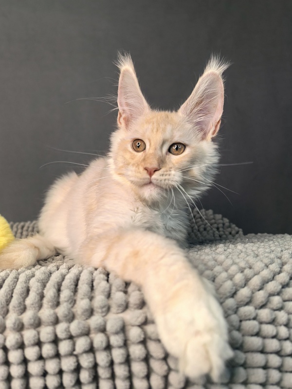 Our Nikko Akbars - Kitten maine-coon 3 months 2.5 weeks