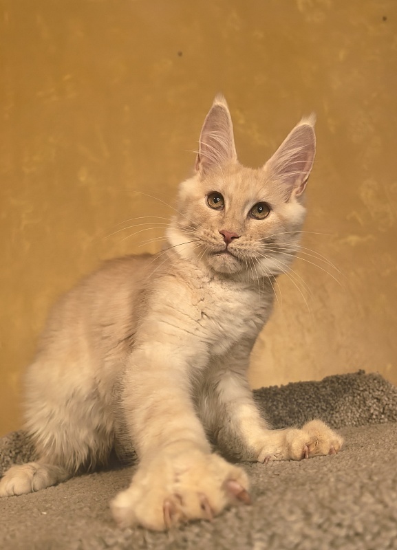 Our Nikko Akbars - Kitten maine-coon 4 months 4 weeks