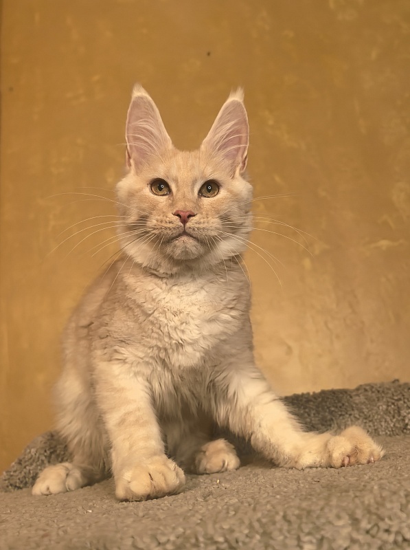 Our Nikko Akbars - Kitten maine-coon 4 months 4 weeks