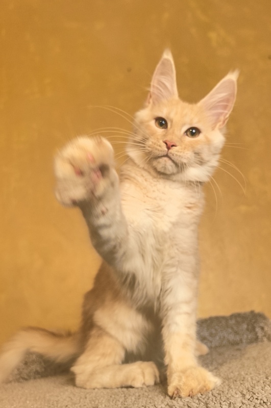 Our Nikko Akbars - Kitten maine-coon 4 months 4 weeks
