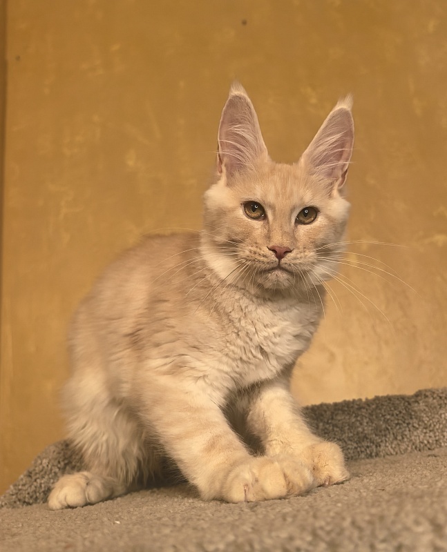 Our Nikko Akbars - Kitten maine-coon 4 months 4 weeks