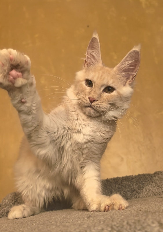 Our Nikko Akbars - Kitten maine-coon 4 months 4 weeks