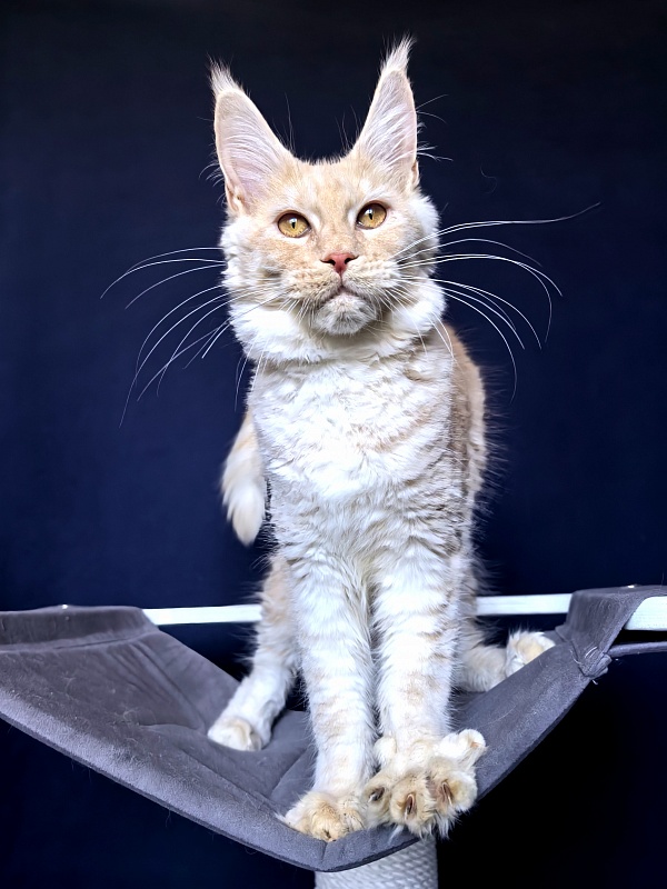 Our Nikko Akbars - Kitten maine-coon 5 months 2 weeks