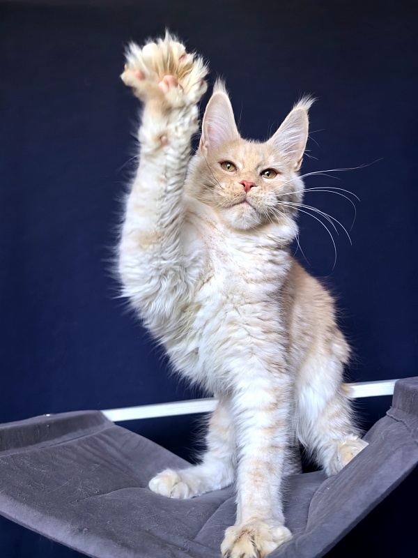 Our Nikko Akbars - Kitten maine-coon 5 months 2 weeks