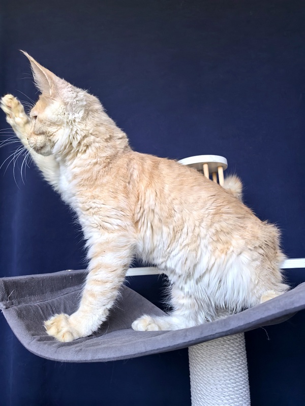 Our Nikko Akbars - Kitten maine-coon 5 months 2 weeks