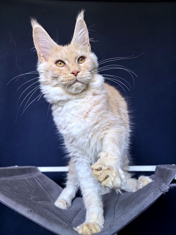 Our Nikko Akbars - Kitten maine-coon 5 months 2 weeks