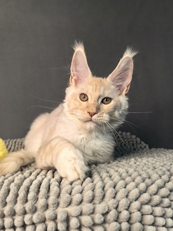 Our Nikko Akbars - Kitten maine-coon 3 months 2.5 weeks
