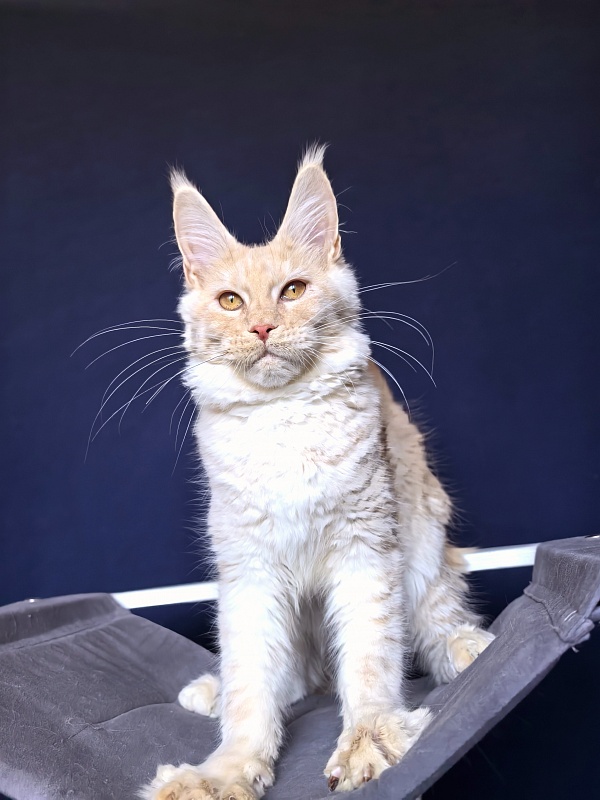 Our Nikko Akbars - Kitten maine-coon 5 months 2 weeks