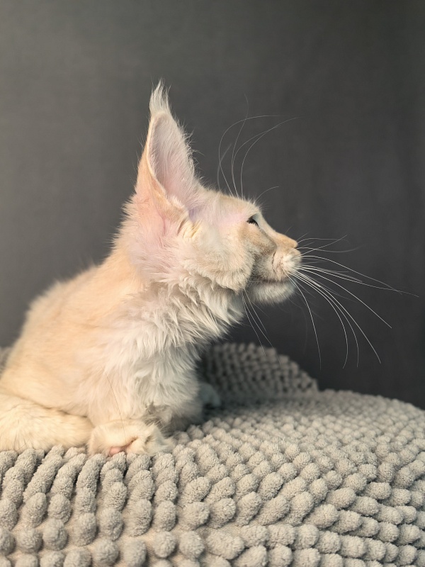 Our Nikko Akbars - Kitten maine-coon 3 months 2.5 weeks