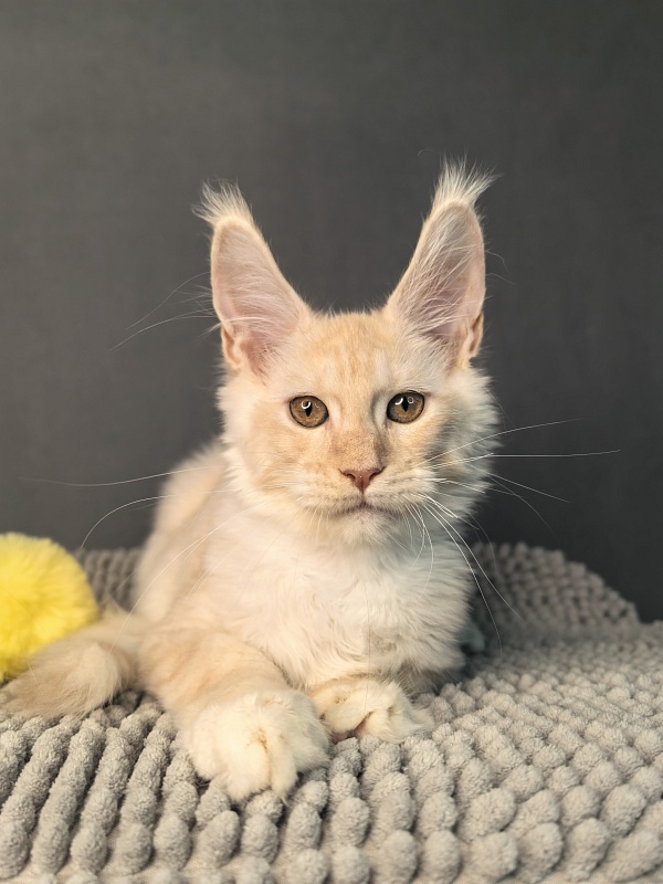 Our Nikko Akbars - Kitten maine-coon 3 months 2.5 weeks