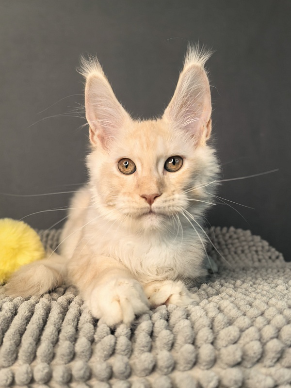 Our Nikko Akbars - Kitten maine-coon 3 months 2.5 weeks