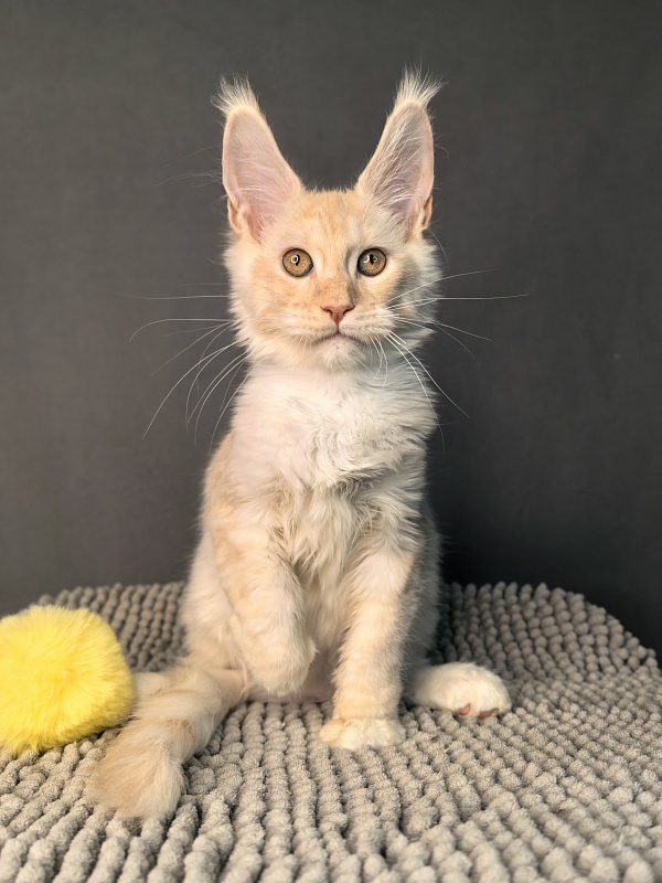 Our Nikko Akbars - Kitten maine-coon 3 months 2.5 weeks