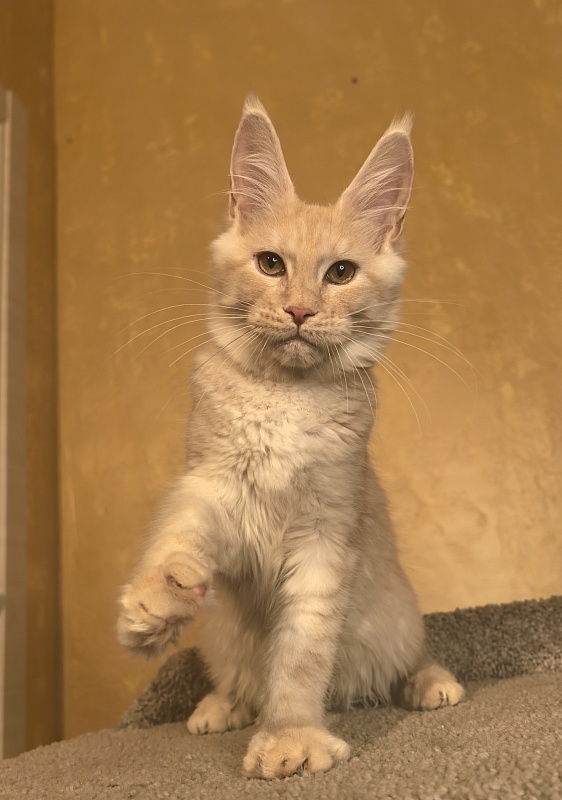 Our Nikko Akbars - Kitten maine-coon 4 months 4 weeks