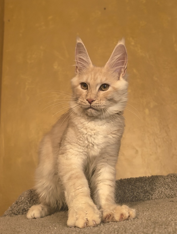 Our Nikko Akbars - Kitten maine-coon 4 months 4 weeks