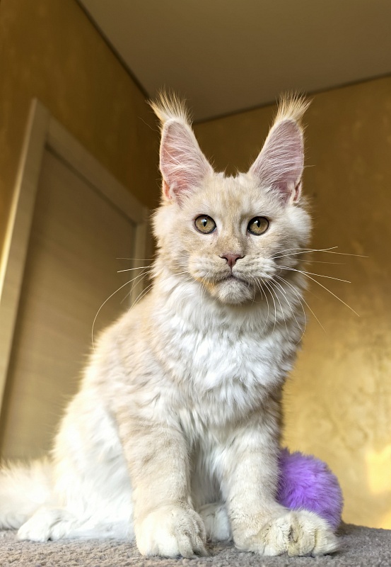 Our Nestor  Akbars - Kitten maine-coon 5 months 1.5 week