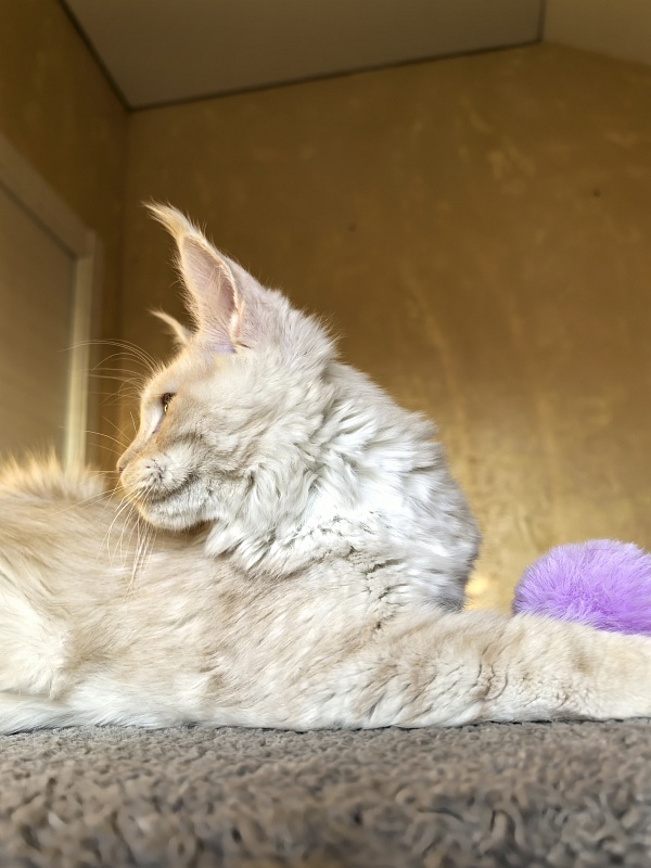 Our Nestor  Akbars - Kitten maine-coon 5 months 1.5 week