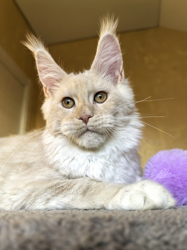 Our Nestor  Akbars - Kitten maine-coon 5 months 1.5 week