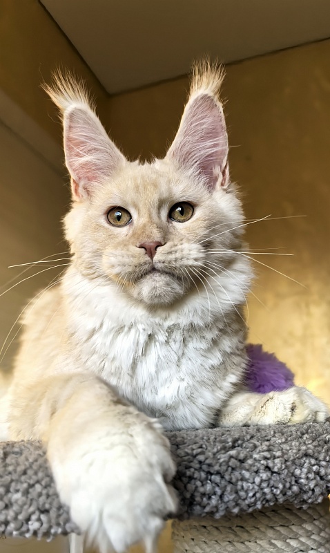 Our Nestor  Akbars - Kitten maine-coon 5 months 1.5 week