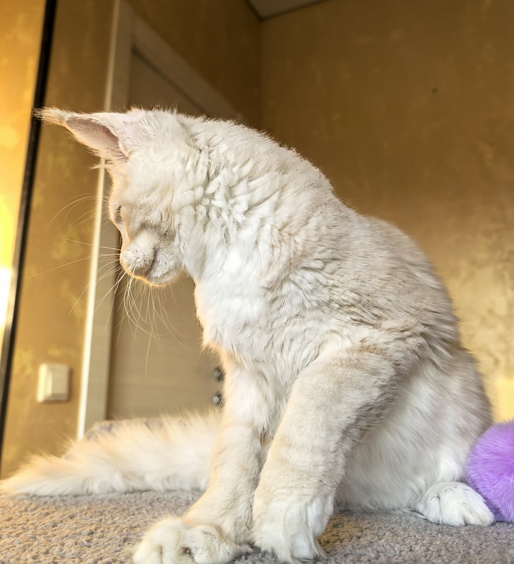 Our Nestor  Akbars - Kitten maine-coon 5 months 1.5 week