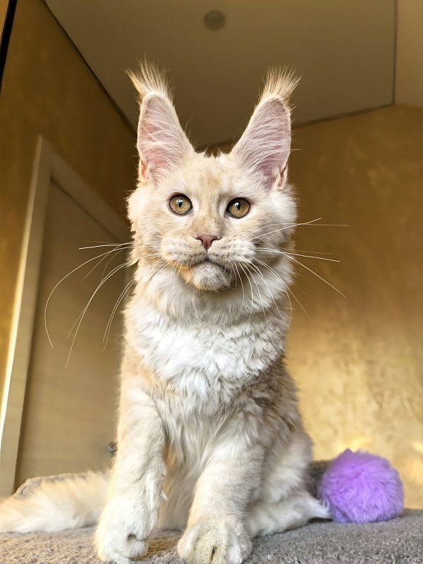 Our Nestor  Akbars - Kitten maine-coon 5 months 1.5 week