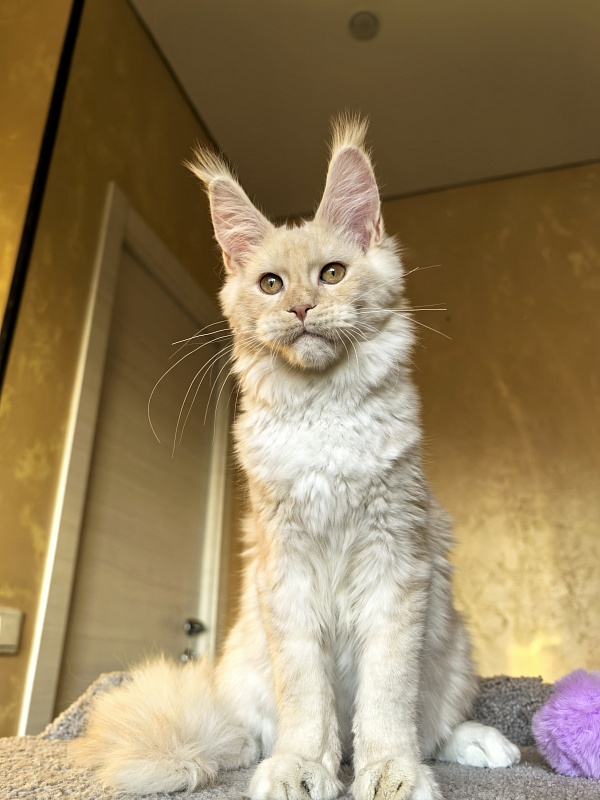 Our Nestor  Akbars - Kitten maine-coon 5 months 1.5 week