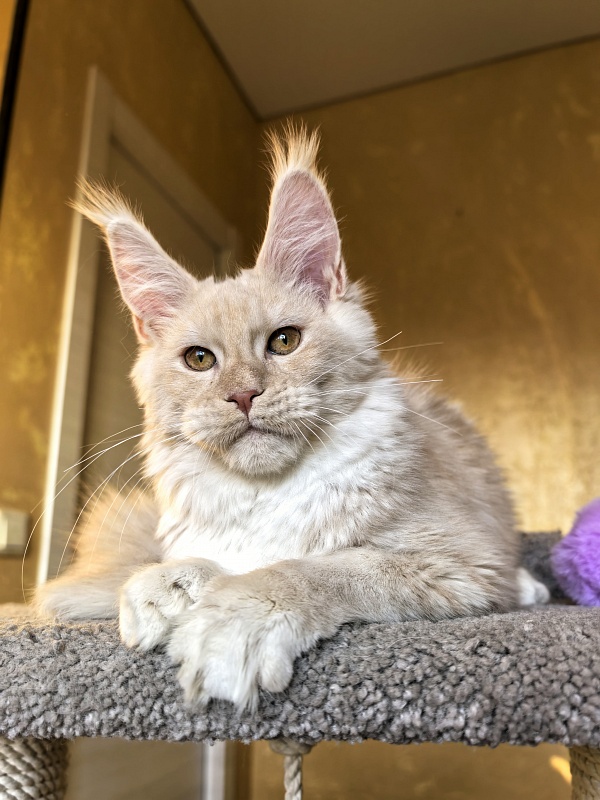 Our Nestor  Akbars - Kitten maine-coon 5 months 1.5 week