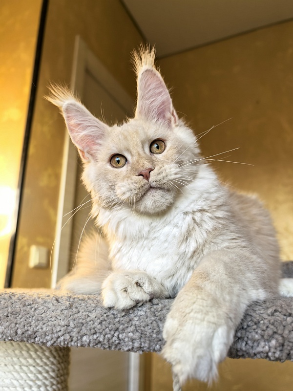 Our Nestor  Akbars - Kitten maine-coon 5 months 1.5 week