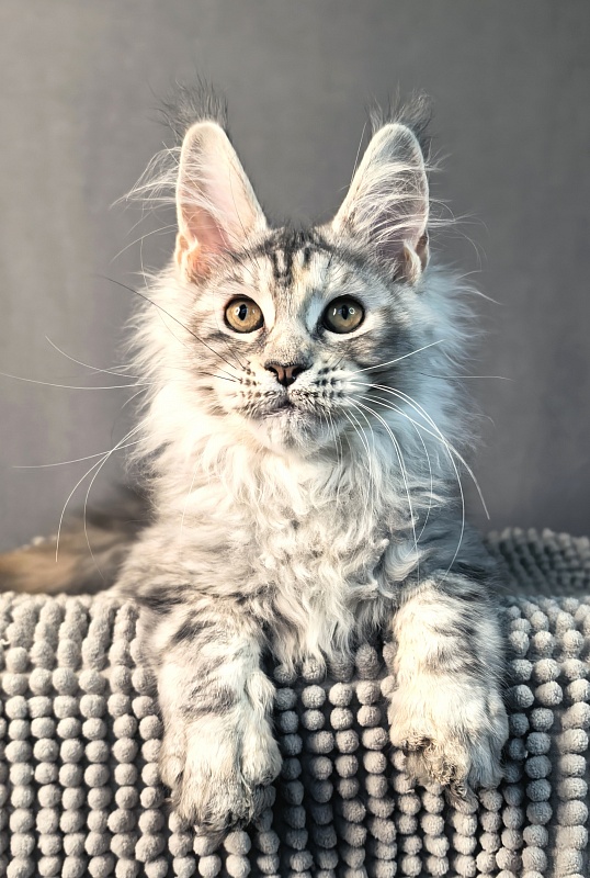 Our Glasha Akbars - Kitten maine-coon 3 months 3 weeks