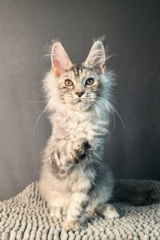 Our Glasha Akbars - Kitten maine-coon 3 months 3 weeks