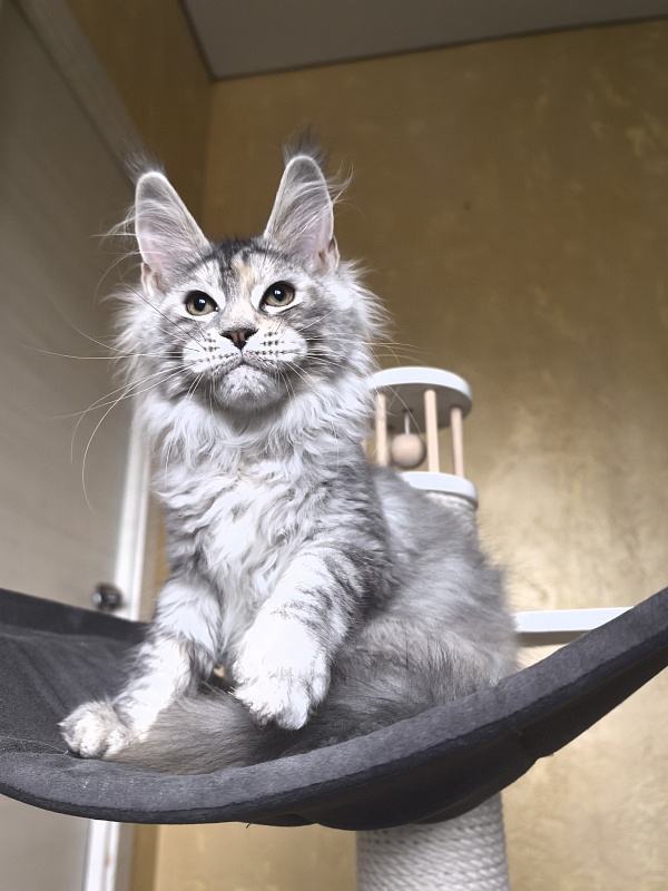 Our Glasha Akbars - Kitten maine-coon 3 months 3 weeks