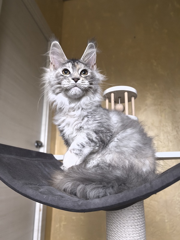 Our Glasha Akbars - Kitten maine-coon 3 months 3 weeks