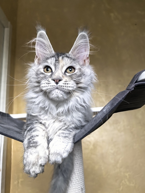 Our Glasha Akbars - Kitten maine-coon 3 months 3 weeks