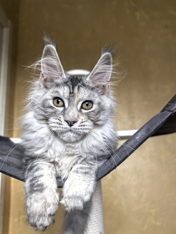 Our Glasha Akbars - Kitten maine-coon 3 months 3 weeks