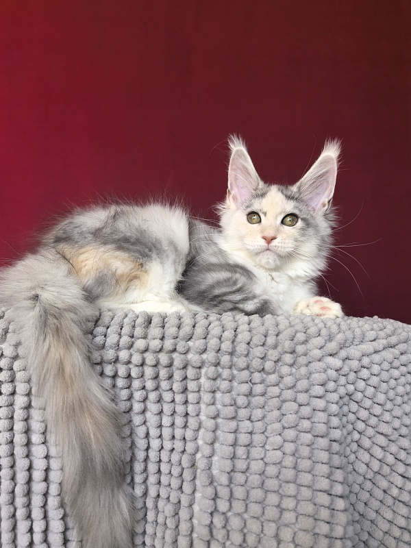 Ol*Ga Akbars - Kitten maine-coon 3 months 1.5 week