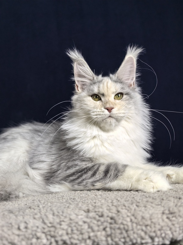 Ol*Ga Akbars - Junior maine-coon 7 months 4 weeks