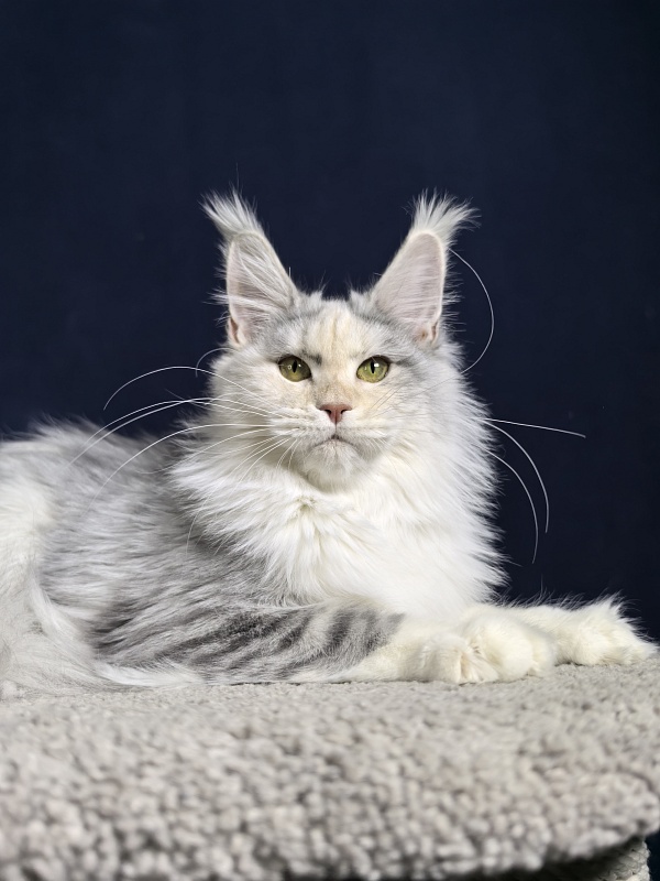 Ol*Ga Akbars - Junior maine-coon 7 months 4 weeks