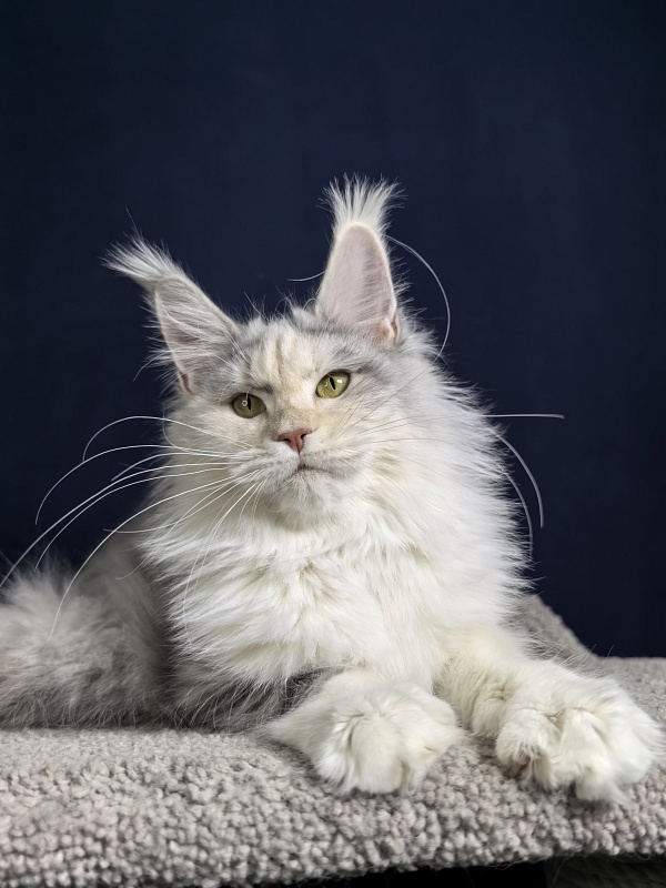 Ol*Ga Akbars - Junior maine-coon 7 months 4 weeks