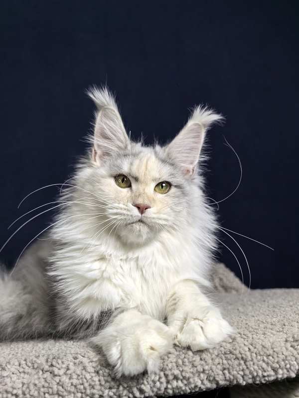 Ol*Ga Akbars - Junior maine-coon 7 months 4 weeks